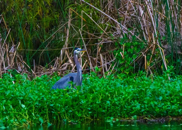 Czapla Żeruje Rybach Czapla Niebieska Egretta Caerulea Centralnym Stawie Florydzie — Zdjęcie stockowe