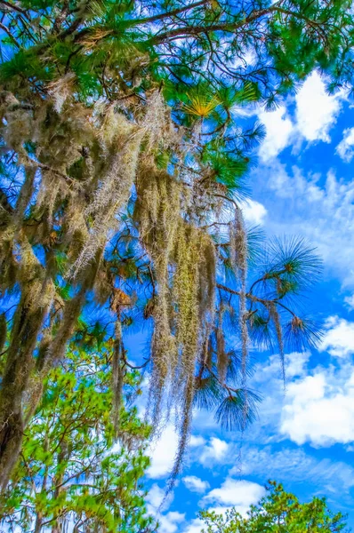Planta Epífita Tilansia Sobre Grandes Árboles Cuelga Cielo Azul Con —  Fotos de Stock