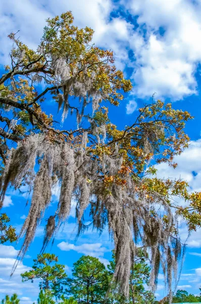 Büyük Ağaçlardaki Epifiz Bitkisi Bulutlu Mavi Bir Gökyüzüne Asılır Louisiana — Stok fotoğraf