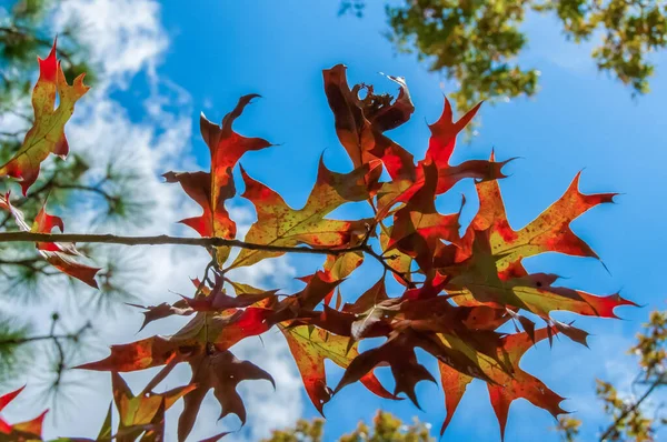 Folhas Vermelhas Uma Árvore Outono Contra Céu Azul Com Nuvens — Fotografia de Stock