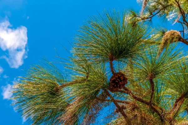 Κλαδιά Πεύκου Μακριά Φύλλα Βελόνας Πάνω Γαλάζιο Ουρανό Σύννεφα Λουιζιάνα — Φωτογραφία Αρχείου