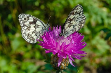 Mermer beyaz (Melanargia galaksisi) kelebek, bir çiçek üzerinde nektar toplar.