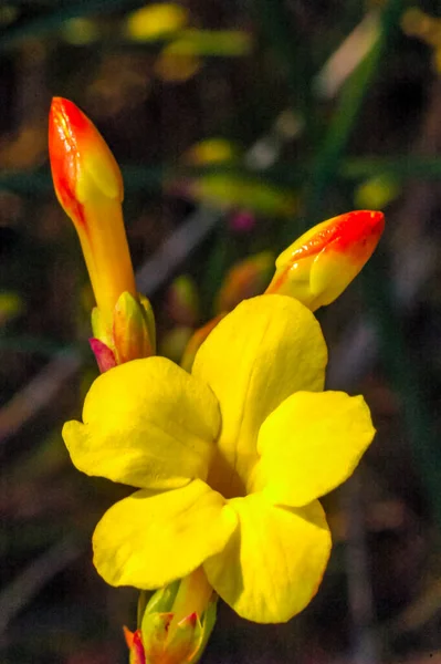 Jasminum Nudiflorum Flores Amarillas Brotes Una Planta Que Florece Invierno —  Fotos de Stock