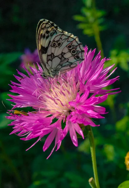 Мармурова Біла Melanargia Galathea Метелик Збирає Нектар Квітці Кукурудзи — стокове фото