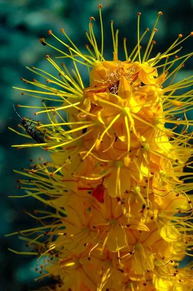Eremurus Żółte Kwiaty Szczycie Kwiatostanu Zbliżenie — Zdjęcie stockowe