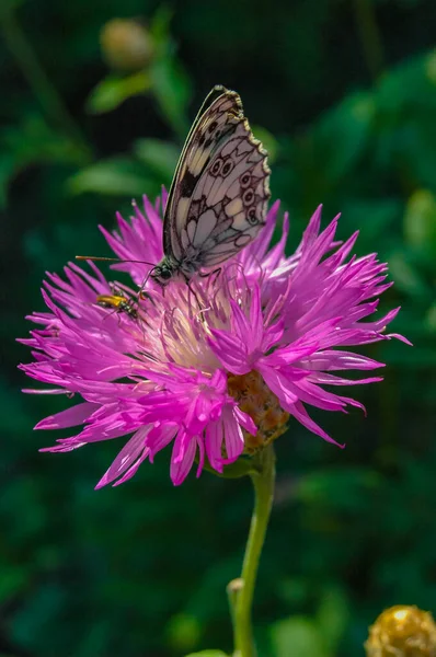 Мармурова Біла Melanargia Galathea Метелик Збирає Нектар Квітці Кукурудзи — стокове фото