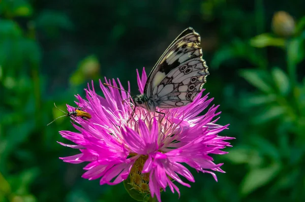 Der Marmorierte Weiße Melanargia Galathea Schmetterling Sammelt Nektar Auf Einer — Stockfoto