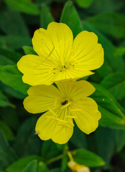 (Oenothera biennis) Steppe plant with yellow flower petals, close-up