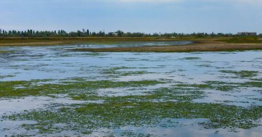 Ukrayna 'nın Tiligul haliçlerinin sığ koyunda yeşil yosun Ulva