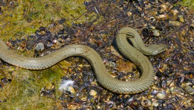 Zar yılanı (Natrix tessellata) Ukrayna 'da Tiligul haliçleri üzerinde bulunur.