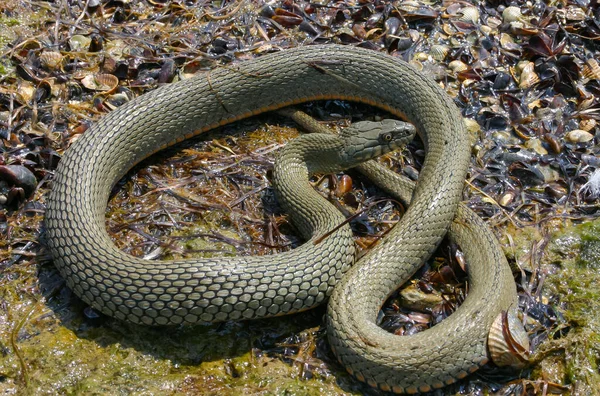 Змея Natrix Tessellata Лежит Камне Устье Тилигуля Украина — стоковое фото