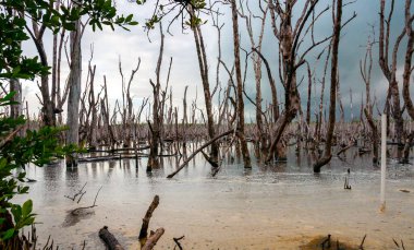 Kuru ağaçlar ve Florida, Bataklık, ABD 'de bir bataklıktaki su bitkisi.