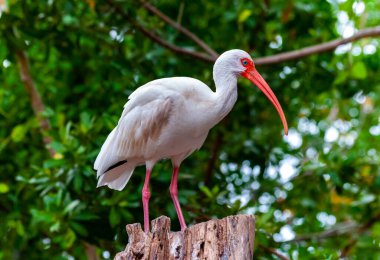 Beyaz aynaklar (Eudocimus albus), Florida 'da bir ağaçta oturan kırmızı gagalı bir kuş türüdür.