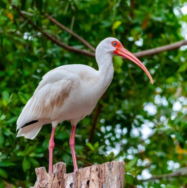 Beyaz aynaklar (Eudocimus albus), Florida 'da bir ağaçta oturan kırmızı gagalı bir kuş türüdür.