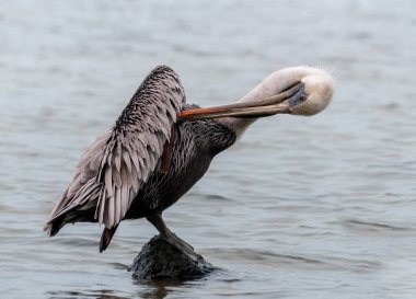 Kahverengi Pelikan (Pelecanus occidentalis), Florida 'da bir taşın üzerinde duran kuş tarama tüyleri.