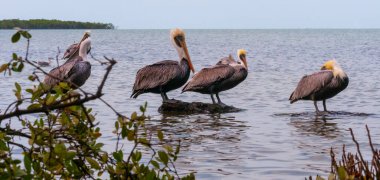 Kahverengi Pelikan (Pelecanus occidentalis), Florida 'nın sığ sularında dinlenen bir kuş grubu.