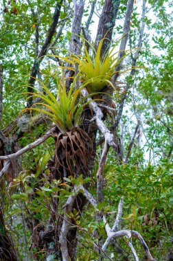 Florida 'da nemli bir mangrov ormanında epifiz bitkileri huş ağaçlarında bromeliadlar.