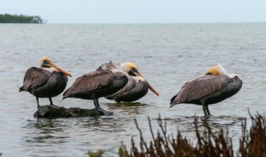 Kahverengi Pelikan (Pelecanus occidentalis), Florida 'nın sığ sularında dinlenen bir kuş grubu.