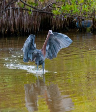 Blue Heron (Egretta caerulea), Florida 'nın orta kesiminde bir gölet. Florida