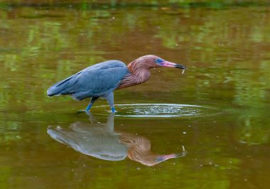 Blue Heron (Egretta caerulea), Florida 'nın orta kesiminde bir gölet. Florida