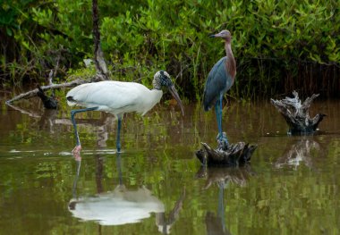 Wood Stork (Mycteria americana), Ciconiidae familyasından bir kuş türü.
