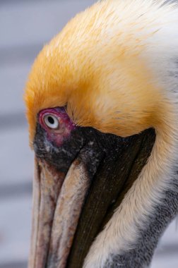 Kahverengi Pelikan (Pelecanus occidentalis), suyun arka planında kuş başı, yakın plan, Florida