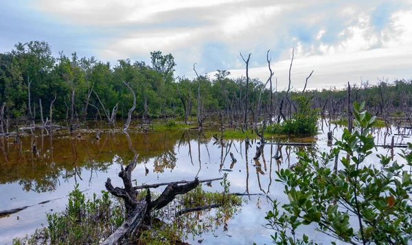 Arbres Secs Végétation Aquatique Dans Marais Floride Paysage Marécageux États — Photo