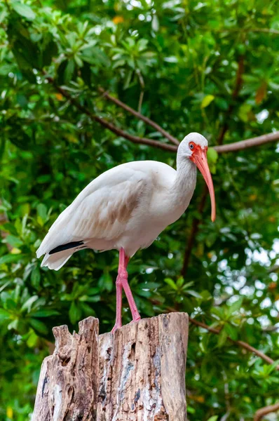 赤いくちばしをした鳥がフロリダ州の木の上に座っています — ストック写真