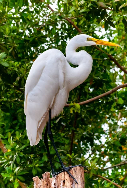 Great Egret Ardea Alba Bird Resting Mangroves Florida — Stock Photo, Image