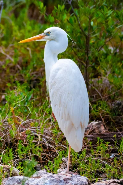 Great Egret Ardea Alba Bird Resting Mangroves Florida — Stock Photo, Image
