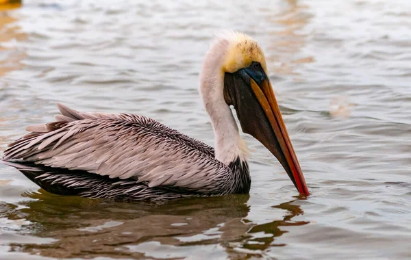 Braunpelikan Pelecanus Occidentalis Pelikan Vogeljagd Den Mangroven Florida — Stockfoto