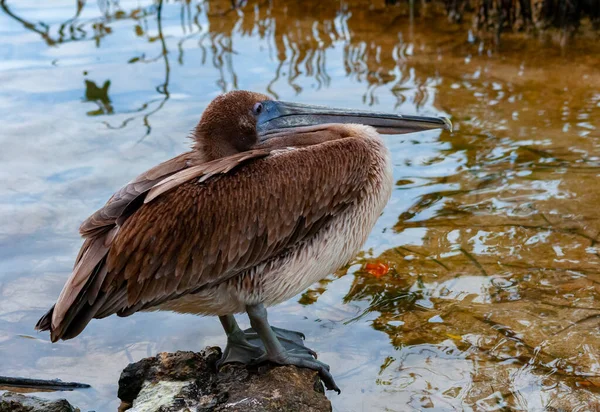 Braunpelikan Pelecanus Occidentalis Ausgewachsener Pelikanvogel Der Mangroven Schläft Florida — Stockfoto