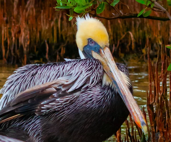 Pelicano Castanho Pelecanus Occidentalis Pássaro Pelicano Adulto Dormindo Manguezais Flórida — Fotografia de Stock
