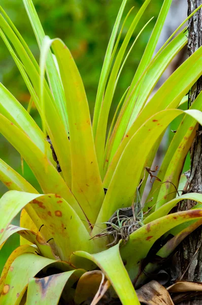 Epiphytische Pflanzen Einem Feuchten Mangrovenwald Florida Bromelien Den Birken — Stockfoto