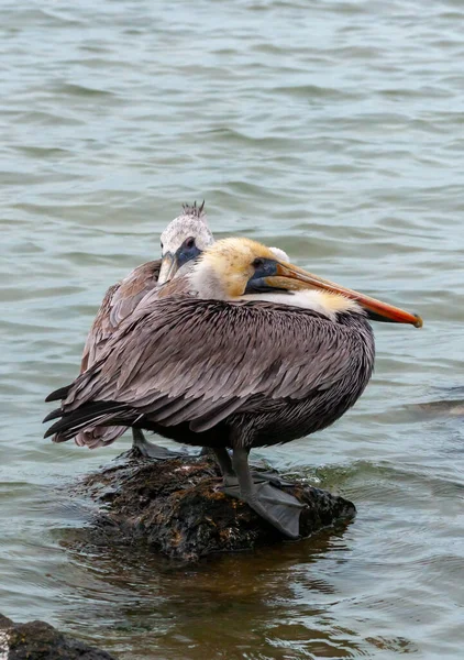 Pelicano Castanho Pelecanus Occidentalis Pássaro Adulto Que Descansa Sobre Uma — Fotografia de Stock