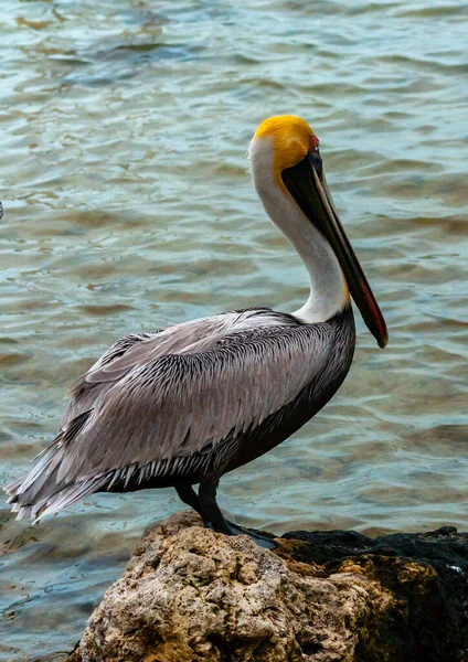 ブラウンペリカン Pelecanus Ocidentalis フロリダ州メキシコ湾の岩の上に棲息する成鳥 — ストック写真