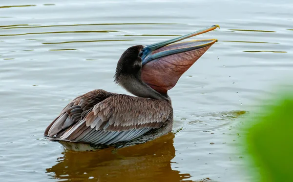 ブラウンペリカン Pelecanus Ocidentalis フロリダ州マングローブの成鳥狩り魚 — ストック写真