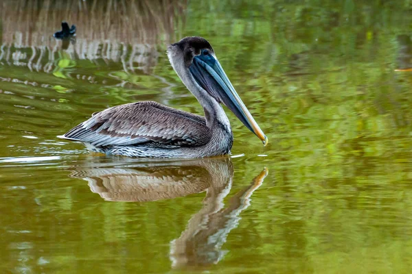 Braunpelikan Pelecanus Occidentalis Ausgewachsener Vogel Auf Fischjagd Mangroven Florida — Stockfoto