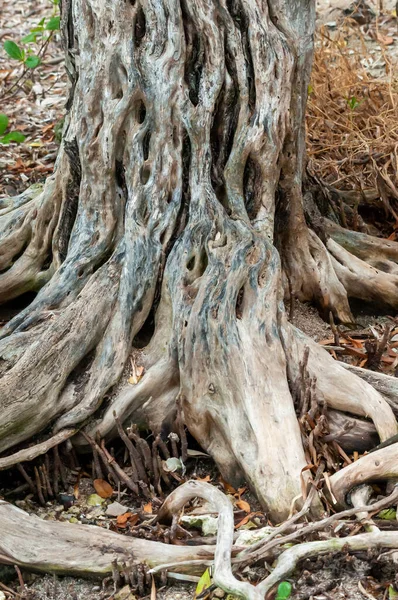 Der Stamm Und Die Wurzeln Eines Baumes Der Einem Sumpf — Stockfoto