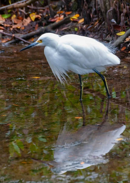 Grande Egret Ardea Alba Pássaro Caça Água Nos Manguezais Flórida — Fotografia de Stock