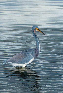 Blue Heron (Egretta caerulea), Florida 'nın orta kesiminde bir gölet. Florida