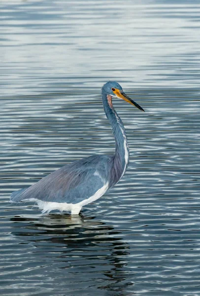 フロリダ州中央部の池にあるブルー ヘロン Egretta Caerulea フロリダ — ストック写真