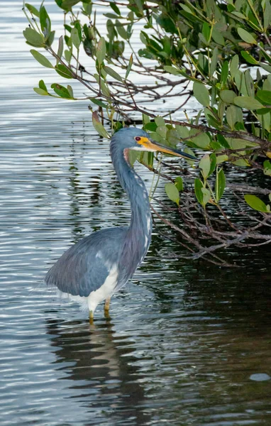 Blue Heron Egretta Caerulea Central Florida Pond Florida — Stock Photo, Image