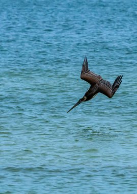 Kahverengi Pelikan (Pelecanus occidentalis), Meksika Körfezi, Florida 'da bir kaya üzerinde dinlenen yetişkin bir kuş.