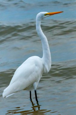 Kuş sığ sularda, Büyük Akbalıkçıl (Ardea alba), Florida 'da avlanır.