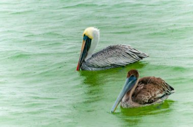 Kahverengi Pelikan (Pelecanus occidentalis), Meksika Körfezi, Florida 'da bir kaya üzerinde dinlenen yetişkin bir kuş.