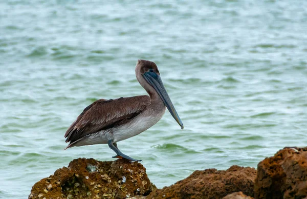 Brown Pelican Pelecanus Occidentalis Adult Bird Resting Rock Gulf Mexico — Stock Photo, Image