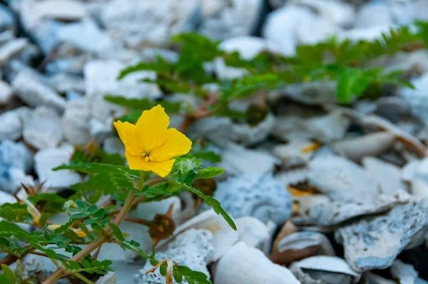 The yellow flower of devil\'s thorn plant (Tribulus terrestris)