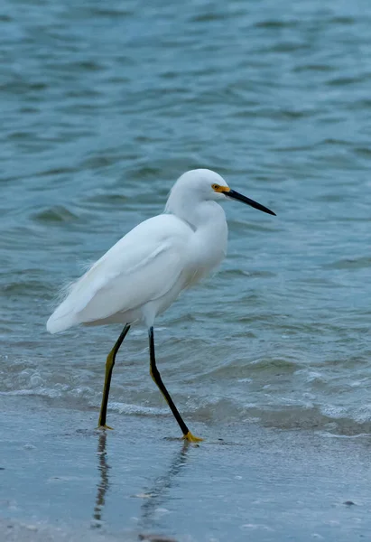 Птица Гуляет Низкой Воде Большая Эгрет Ardea Alba Флорида — стоковое фото