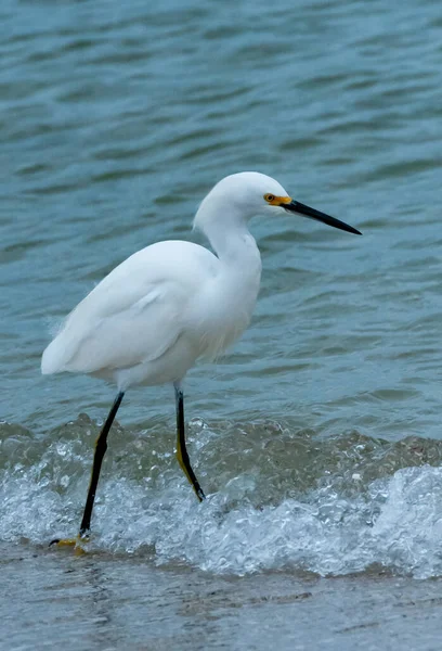 Птица Гуляет Низкой Воде Большая Эгрет Ardea Alba Флорида — стоковое фото